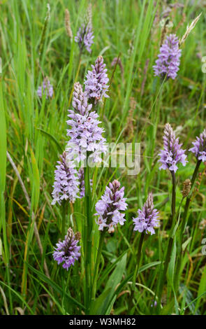 Orchidées Dactylorhiza fuchsii commun repéré par un sentier pédestre de plus en plus près de Selkirk dans la région des Scottish Borders, UK, FR Banque D'Images