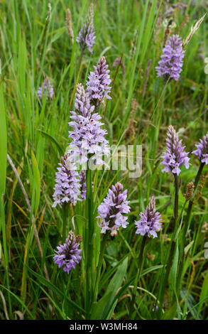 Orchidées Dactylorhiza fuchsii commun repéré par un sentier pédestre de plus en plus près de Selkirk dans la région des Scottish Borders, UK, FR Banque D'Images