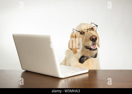Chien heureux portant des lunettes et bowtie derrière un ordinateur portable Banque D'Images