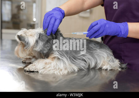 Médecin vétérinaire professionnel en bleu gants de caoutchouc n'yorkshire terrier d'injection. Soins pour animaux de concept. Banque D'Images