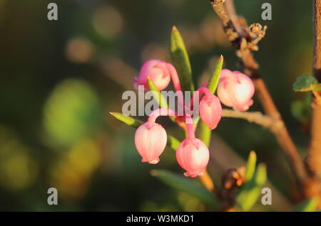 Phyllodoce caerulea, fleurs de la Purple Mountain heather. Banque D'Images