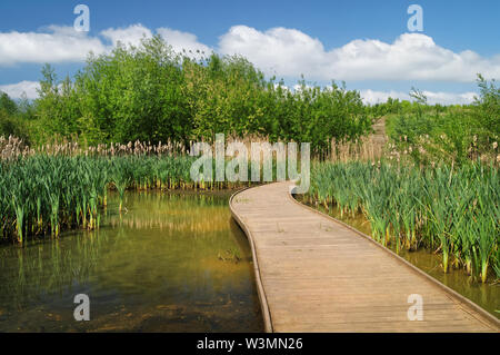 UK,South Yorkshire,Rotherham Centenaire,Nature,Parc Riverside par sentier Étang Banque D'Images