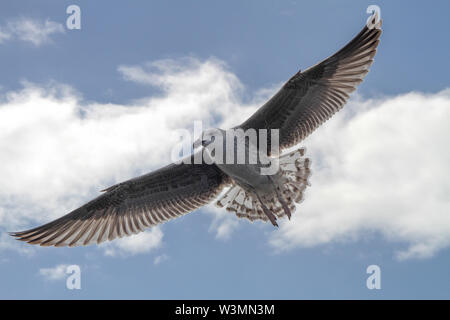 Goéland argenté juvénile plumage en été avec ailes déployées contre un ciel bleu et blanc fond de nuage. Banque D'Images