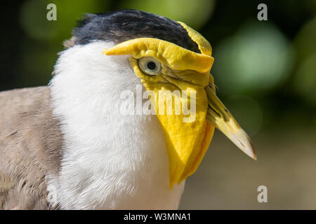 Un vanneau masqué libre de droit. C'est un grand, commun et remarquable oiseau originaire d'Australie Banque D'Images