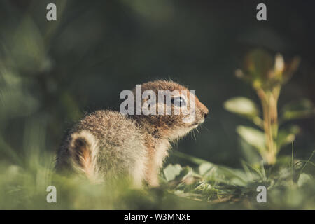 Un spermophile arctique bébé (Uroticellus parryii) siège dans la lumière dorée du coucher de soleil. Territoire du Yukon, Canada Banque D'Images