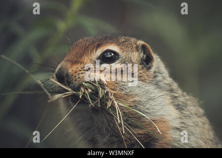 Un spermophile arctique (Uroticellus parryii) recueille des gras pour son nid. Territoire du Yukon, Canada Banque D'Images