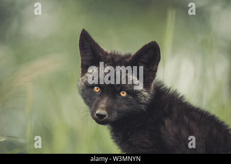 Une couleur noire bébé red fox (Vulpus vulpus). Territoire du Yukon, Canada. Banque D'Images