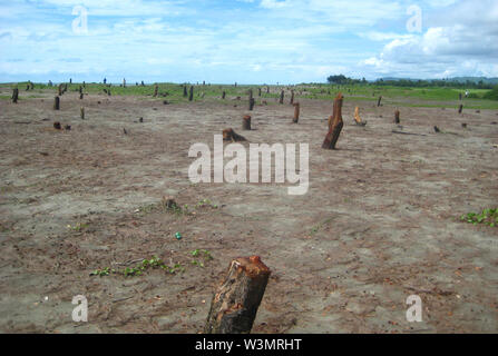 Les accapareurs abattus plus de 30 000 arbres) tamaris (Jhau à Shaporirdwip de Teknaf upzila district de Cox's Bazar, récemment violant les lois du gouvernement. Cox's Bazar (Bangladesh). Le 27 septembre 2009. Banque D'Images