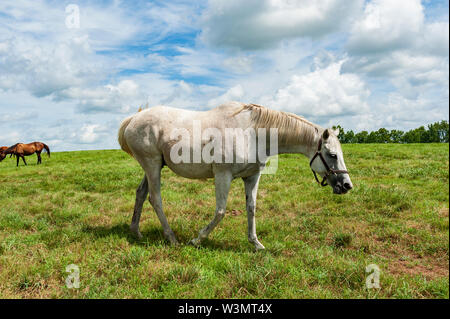 White Horse sur ferme équestre à Lexington Kentucky Banque D'Images