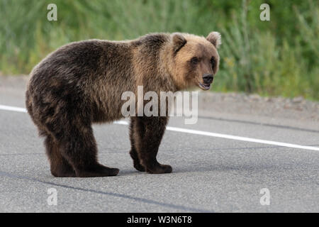 Jeune sauvage et terrible de l'Est de la faim (l'ours brun l'ours brun du Kamtchatka) debout sur la route d'asphalte, fortement la respiration, reniflant et regardant autour de lui. Eur Banque D'Images