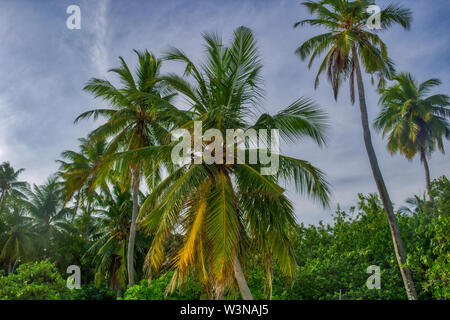 Cette photo montre un cocotier photographié à partir de la base. Cette photo a été prise dans les Maldives Banque D'Images