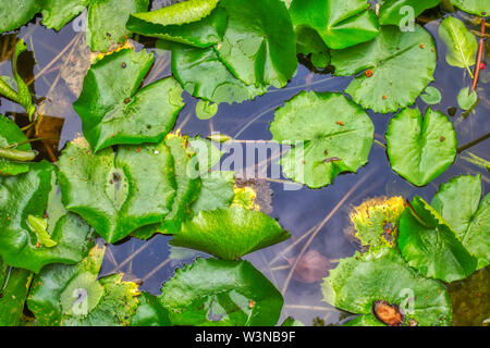 Cette photo montre un grand nénuphar à fleurs pourpres. Cette photo a été prise dans les Maldives Banque D'Images