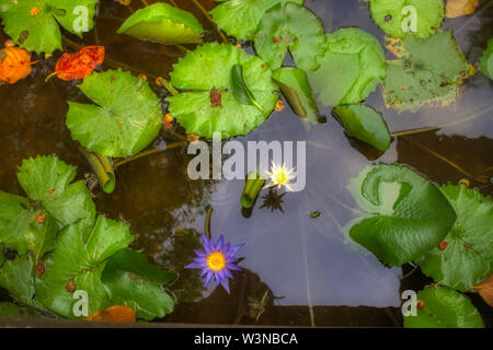 Cette photo montre un grand nénuphar à fleurs pourpres. Cette photo a été prise dans les Maldives Banque D'Images