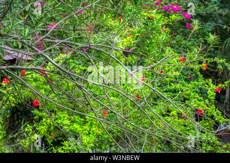 Cette photo montre un bel arbuste en fleurs et aux couleurs vives. Cette photo a été prise sur les Maldives Banque D'Images