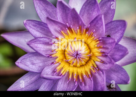 Cette photo montre un grand nénuphar à fleurs pourpres. Cette photo a été prise dans les Maldives Banque D'Images