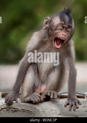 Un macaque à longue queue fait un bruit fort, comme s'il est manifeste. Sur l'île de Cân Gio est la maison de la nature des singes. Can Gio est situé dans l'île Banque D'Images