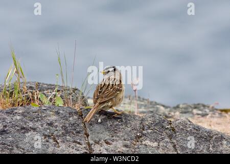 Bruant à couronne blanche se trouve sur le bord d'une falaise surplombant les eaux de Saanich Inlet, île de Vancouver, Colombie-Britannique Banque D'Images