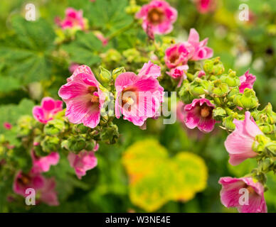 Arc de belle rose, mauve malva, malvaceae fleurs. Une feuille jaune en forme de cœur sous l'arche. Jardin d'été romantique, festive sc Banque D'Images