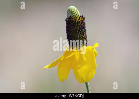 Mexican Hat prairie coneflower ou Ratibida columnifera avec pétales jaune dernier jour de vent soufflant sur Banque D'Images