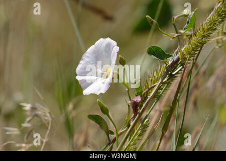 White le liseron des champs Convolvulus arvensis ou culture des fleurs dans l'herbe des prairies Banque D'Images