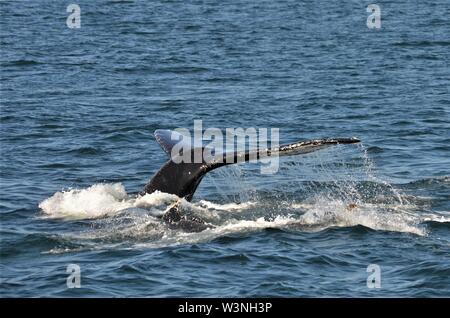 Chutes d'eau de la douve d'une baleine à bosse comme il plonge dans les eaux du banc Stellwagen à Cape Code. Banque D'Images