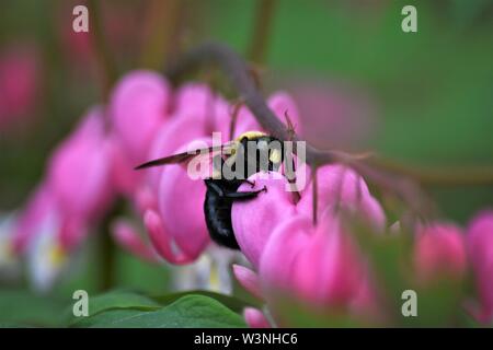 Une abeille charpentière recueille le pollen de certaines fleurs au coeur tendre Banque D'Images