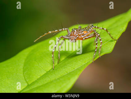 Araignée Lynx vu à Thane,Maharashtra, Inde Banque D'Images