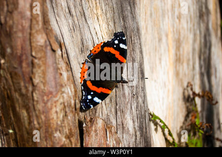 Papillon amiral rouge reposant sur un arbre Banque D'Images