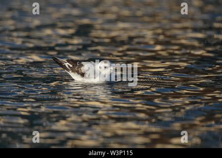 Petite gargoule juvénile, Hydrocoloeus minutus, Larus minutus Banque D'Images