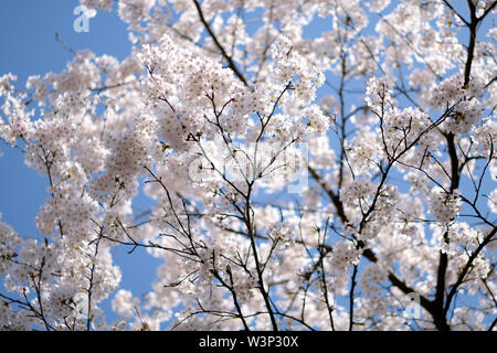 La floraison des branches d'arbres contre le ciel bleu Banque D'Images