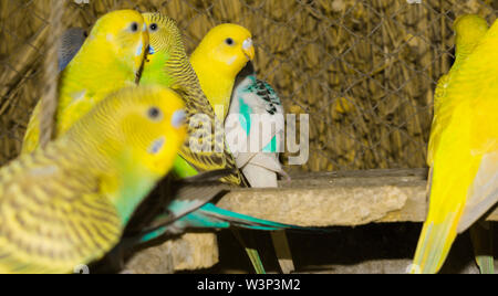 Close up of colorful budgrigars dans une cage,beaux perroquets dans une cage. Banque D'Images