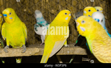 Close up of colorful budgrigars dans une cage,beaux perroquets dans une cage. Banque D'Images