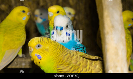 Close up of colorful budgrigars dans une cage,beaux perroquets dans une cage. Banque D'Images