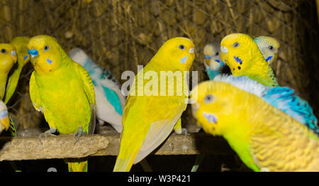 Close up of colorful budgrigars dans une cage,beaux perroquets dans une cage. Banque D'Images