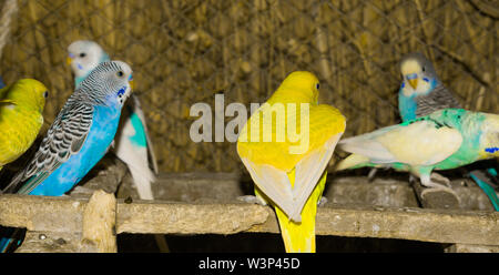 Close up of colorful budgrigars dans une cage,beaux perroquets dans une cage. Banque D'Images