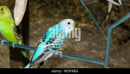 Close up of colorful budgrigars dans une cage,beaux perroquets dans une cage. Banque D'Images