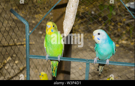 Close up of colorful budgrigars dans une cage,beaux perroquets dans une cage. Banque D'Images