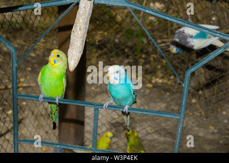 Close up of colorful budgrigars dans une cage,beaux perroquets dans une cage. Banque D'Images