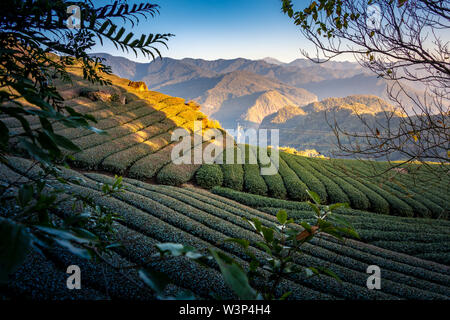 Plantation de thé Oolong Alishan, Taiwan, Banque D'Images