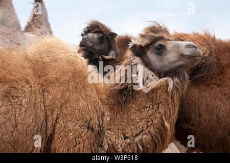 Les chameaux de Bactriane confinés dans un corral dans la région de Gobi, la Mongolie centrale Banque D'Images