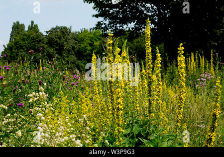 Une prairie de fleurs sauvages dans le parc de bien-être mineurs, Bedworth, Warwickshire, Angleterre, Royaume-Uni Banque D'Images