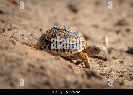 Tortue léopard bébé marche le long de la pente de sable Banque D'Images