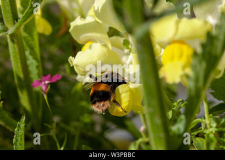 Une abeille la collecte du pollen sur un muflier Banque D'Images