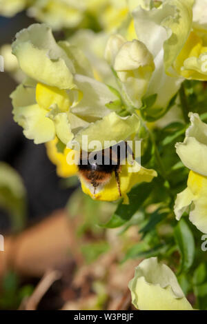 Une abeille la collecte du pollen sur un muflier Banque D'Images