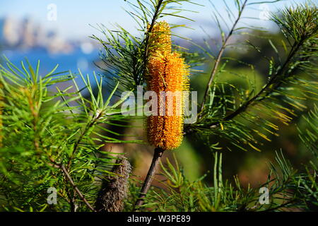 Fleur jaune de l'usine de Banksia, un arbre côtières en Australie Banque D'Images