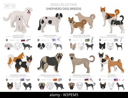 Berger et chiens de bergers collection isolated on white. Style plat. Autre couleur et pays d'origine. Vector illustration Illustration de Vecteur