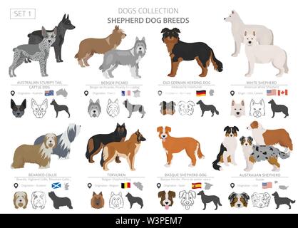 Berger et chiens de bergers collection isolated on white. Style plat. Autre couleur et pays d'origine. Vector illustration Illustration de Vecteur