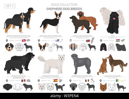 Berger et chiens de bergers collection isolated on white. Style plat. Autre couleur et pays d'origine. Vector illustration Illustration de Vecteur