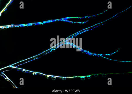 La bioénergie d'un arbre au néon sur fond noir. Branche d'arbre rougeoyant dans le noir Banque D'Images