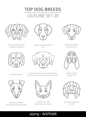 Haut de races de chien. Les chiens de chasse. Contours d'animaux collection. Vector illustration Illustration de Vecteur